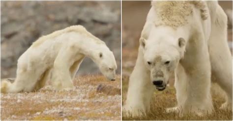 Heartbreaking Footage Shows Polar Bear Starving To Death On Iceless