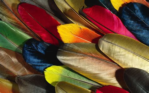 Feather Amazing High Definition Wallpapers 2015 All Hd
