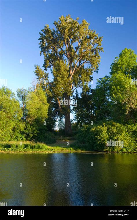 Worlds Largest Black Cottonwood By Mission Lake Willamette Mission