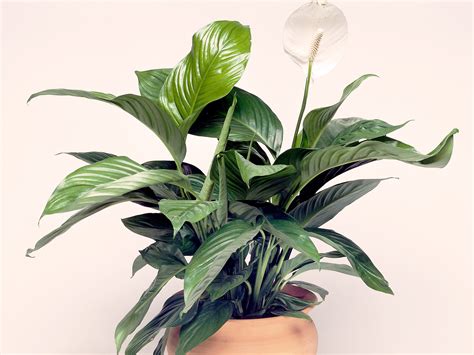 39 New Style Best Small Indoor Plants Australia