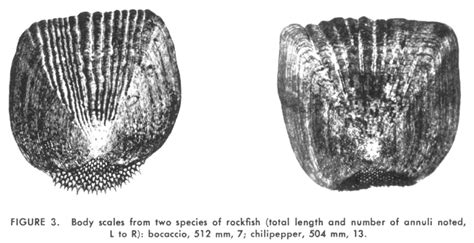 Life History Studies On Ten Species Of Rockfish Genus Sebastodes