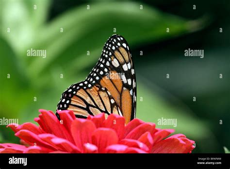 Monarch Butterfly Danaus Plexippus With Wings Folded Peeking Out Of A
