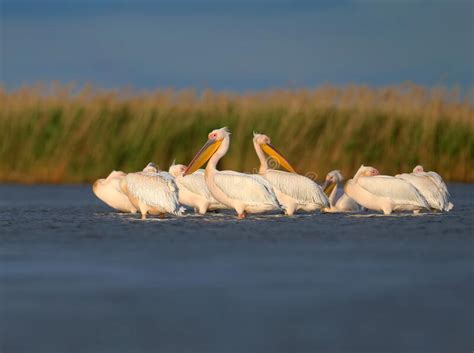 White Pelicans Flock Stock Photo Image Of Orange Sunset 234952792