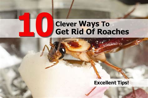 They kill useful insects too. 10 Clever Ways To Get Rid Of Roaches