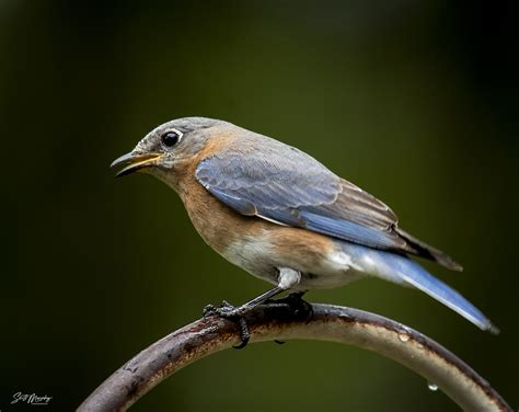 Male Eastern Bluebird Sialia Sialis Birdforum
