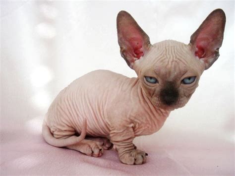 Cat With No Fur