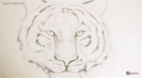 Dessin Tete De Tigre Photo Tigre Dessin Noir Et Blanc Singebloggg