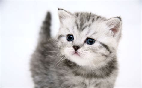 বিড়ালের রাজকীয় ভাবসাব দেখুন ,cute cat images, cute cat photos, cat photos Cute Baby Cats - Cool Stories and Photos