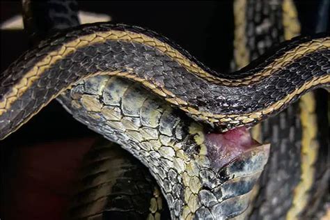 Cómo se reproducen las serpientes Un apareamiento particular
