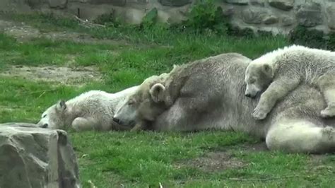 freedom the polar bear and her twin cubs sleep in the afternoon at ouwehands dierenpark rhenen