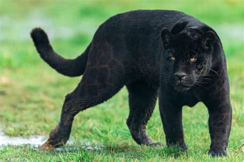 What Do Jaguars Eat Discover The Jaguar Diet With Photos Wildlifetrip