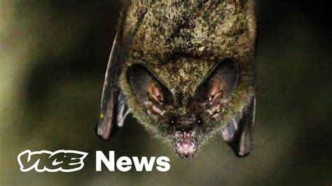 Vampire Bats Are Making Feral Hogs A Breeding Ground For Disease Youtube