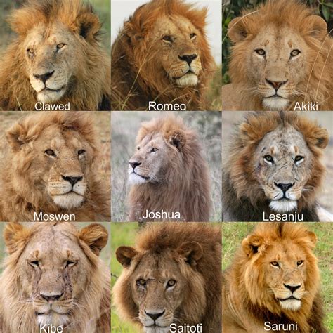 Lion Guardians Give Each Lion A Maasai Name The Tiniest Tiger