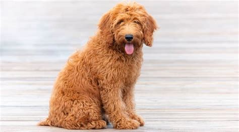 Goldendoodle Dog Breed Information Facts Traits Pictures And More