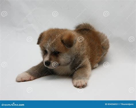 Newborn Akita Inu Puppy Stock Image Image Of Japanese 83426653