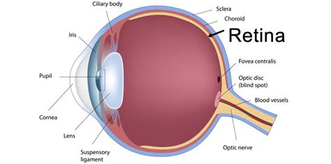 Optomap The Worlds Most Advanced Scan Of Your Retina Finchleys
