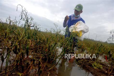 Ratusan Hektar Tanaman Cabai Di Bantul Gagal Panen Republika Online