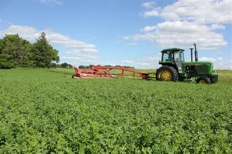Should You Harvest Your Alfalfa This Fall Albert Lea Seed
