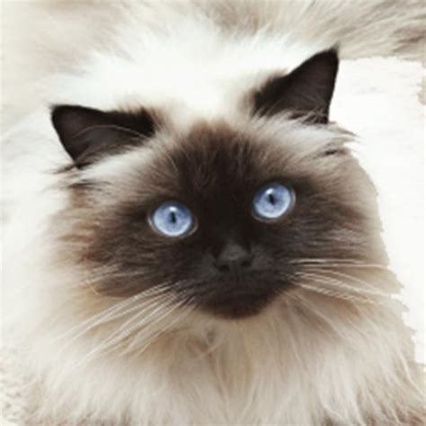 Himalayan Cat Traits And Pictures