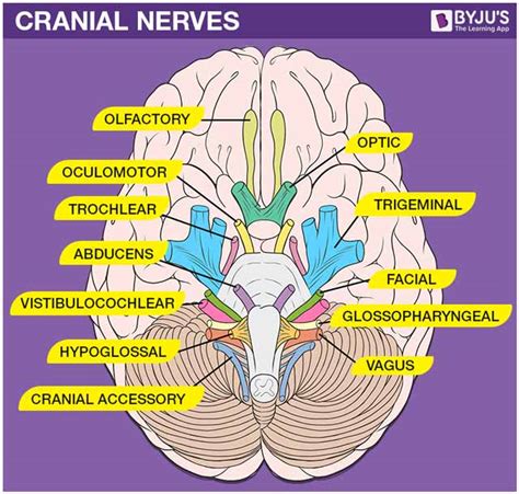 Anatomy Of The Cranial Nerves Types Location And Its Functions