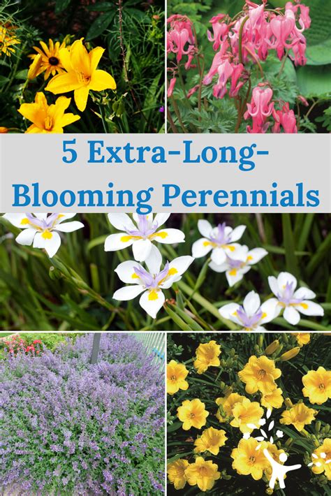 Want The Easy Care Of Perennials And The Long Lasting