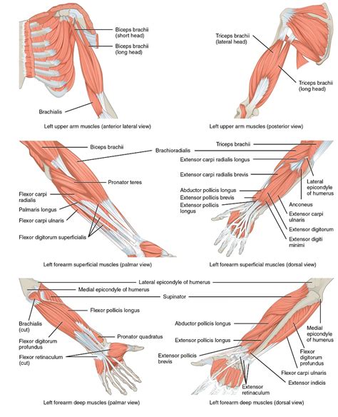 Arm Muscles Diagrams