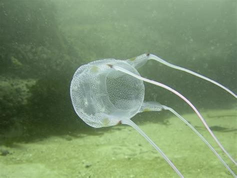 A Human Sized Jellyfish With Frilly Tentacles Has Been Caught On Camera