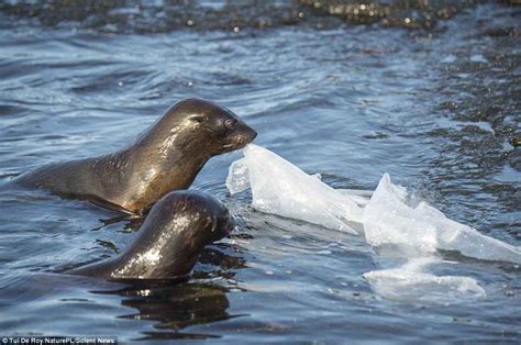 The amount of rain fall would affect the rate of marine iguanas to bask in the sun resulting in many deaths if there are too. Seal pups play tug of war with a sheet of plastic on the ...