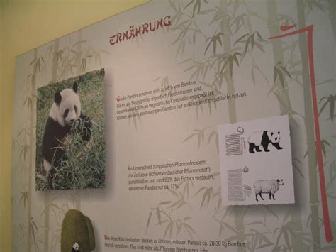 ZooLex Image - Giant Panda Diet and Digestion
