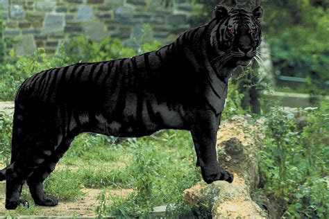 Shukernature The Black Tiger A Veritable BÊte Noire Of