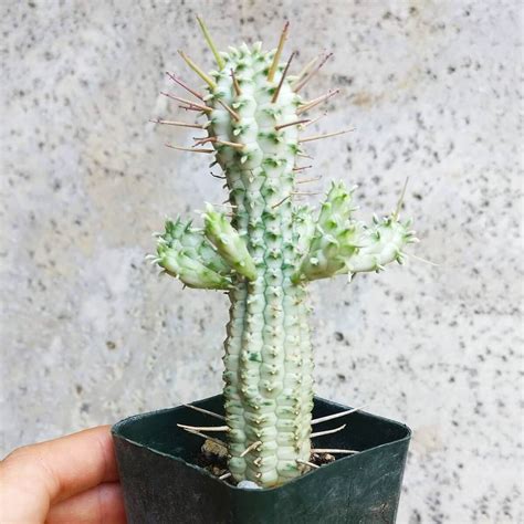 The corn borer must have or generate heritable variation in resistance to the toxic protein. Variegated Corn Cob Cactus | Corn on cob, Succulents, Cactus