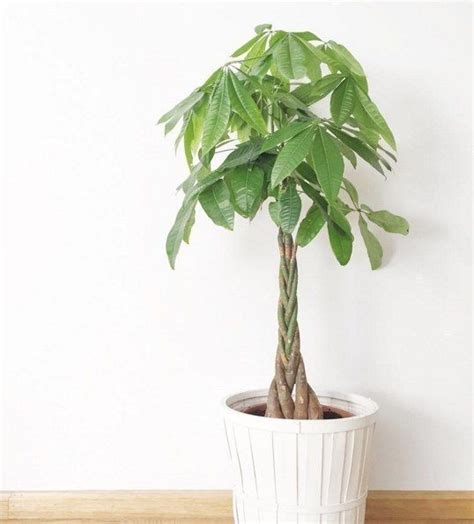 In fact, it thrives in fluorescent lighting. Money Bonsai or Guiana Chestnut (Pachira aquatica) | Air cleaning plants, Hanging plants, House ...