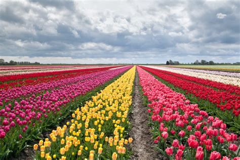 Top 100 Colores De Tulipanes Naturales Abzlocalmx