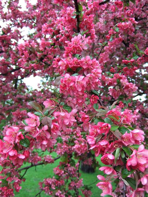 Best Crabapples For Your Yard Better Homes And Gardens