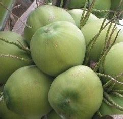 Menemukan pedagang air kelapa muda tidak akan sulit. Kandungan Dan Khasiat Air Kelapa Muda Bagi Kesehatan ...