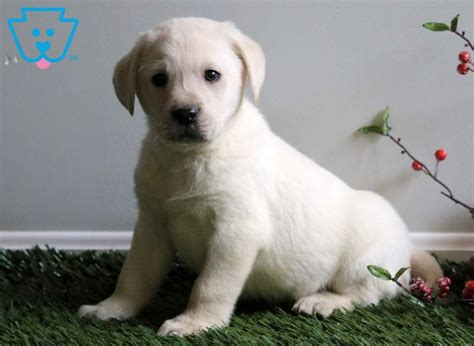 Good looks, a great personality and she's a real social butterfly. Pablo | Labrador Retriever - English Cream Puppy For Sale ...