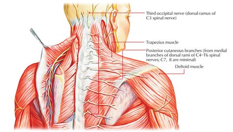 Cervical Paraspinal Muscles Anatomy