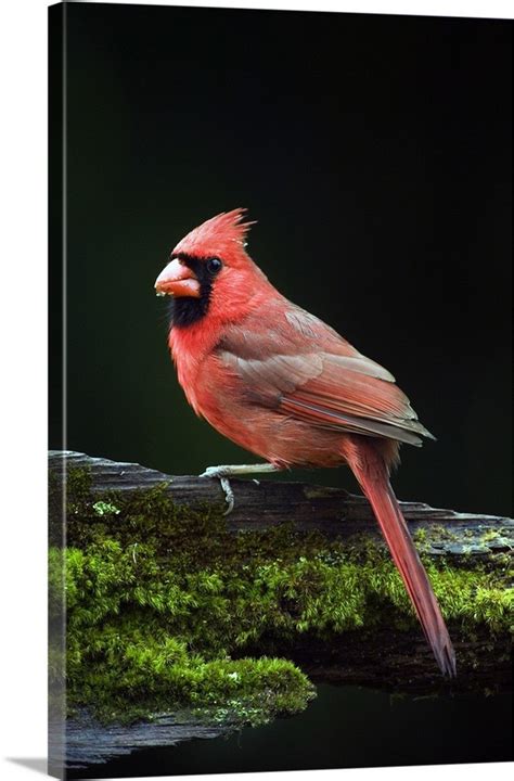 Male Northern Cardinal Cardinalis Cardinalis On A Mossy Log Profile