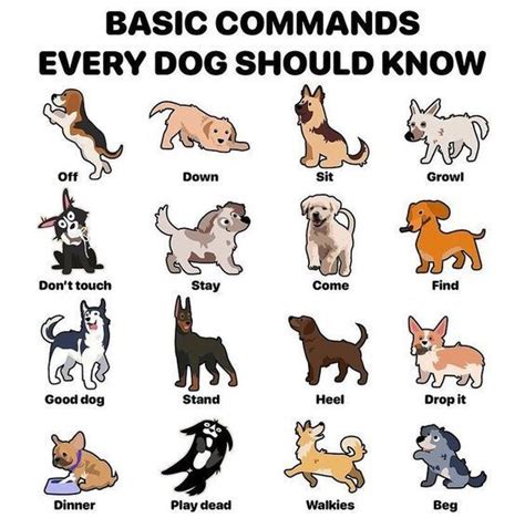 Basic Commands Every Dog You Should Know Positive Dog Training Dog