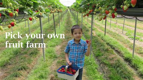 Pick Your Own fruit farm. - YouTube