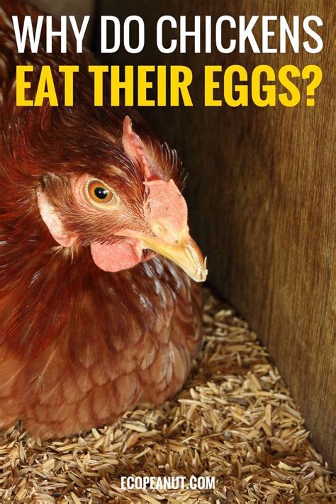Why Do Chickens Eat Their Eggs 4 Most Common Reasons Chicken Eating