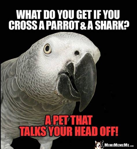 Funny Bird Memes Ideas Funny Birds Chicken Jokes Funny