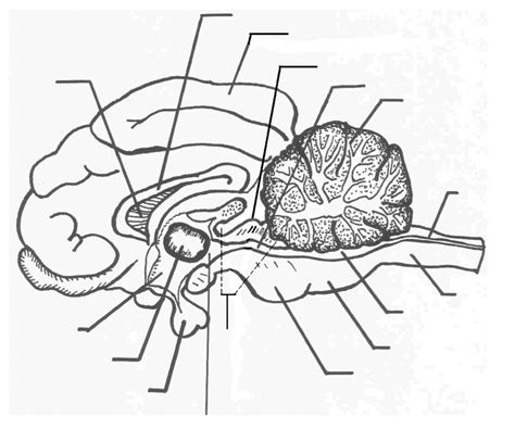 Lab 8 Sheep Brain Sagittal View Diagram Quizlet