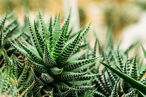 Zebra Plant Care Guide And Plant Profile The Contented Plant