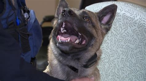 Troy Beaumont Hospital Adds Specialized Security K 9 Team Private