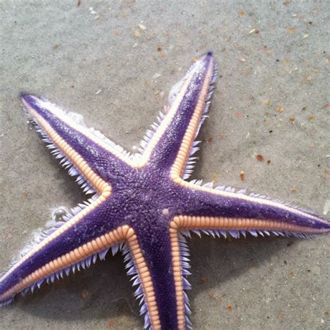 Royal Starfish