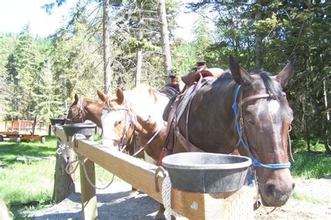 Artemis Acres Paint Horse Ranch Reviews Kalispell Mt Tripadvisor