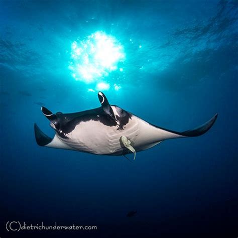 Tips To Capture Vibrant Manta Ray Photos Underwater