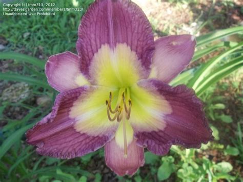 Maybe you would like to learn more about one of these? PlantFiles Pictures: Daylily 'Emperor Butterfly ...