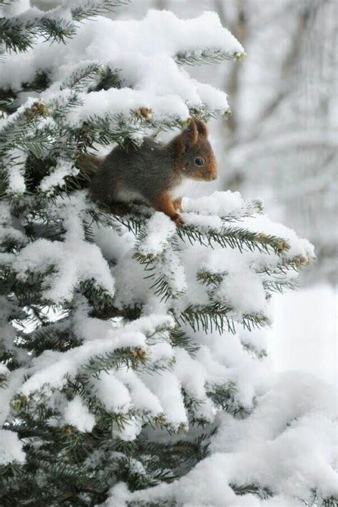Finden sie ein bild, das sie als hintergrundbild setzen möchten, und. Winterbilder Tiere Als Hintergrundbild - Lustige Bilder ...